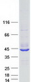 C7orf57 Protein - Purified recombinant protein C7orf57 was analyzed by SDS-PAGE gel and Coomassie Blue Staining