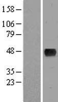C7orf60 Protein - Western validation with an anti-DDK antibody * L: Control HEK293 lysate R: Over-expression lysate