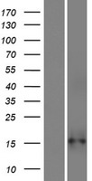 C7orf65 Protein - Western validation with an anti-DDK antibody * L: Control HEK293 lysate R: Over-expression lysate