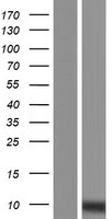 C7orf73 / PL-5283 Protein - Western validation with an anti-DDK antibody * L: Control HEK293 lysate R: Over-expression lysate