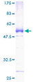 C8orf33 Protein - 12.5% SDS-PAGE of human FLJ20989 stained with Coomassie Blue