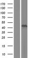 C8orf34 Protein - Western validation with an anti-DDK antibody * L: Control HEK293 lysate R: Over-expression lysate