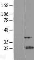 C8orf46 Protein - Western validation with an anti-DDK antibody * L: Control HEK293 lysate R: Over-expression lysate