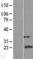 C8orf46 Protein - Western validation with an anti-DDK antibody * L: Control HEK293 lysate R: Over-expression lysate
