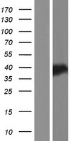 C8orf48 Protein - Western validation with an anti-DDK antibody * L: Control HEK293 lysate R: Over-expression lysate