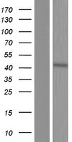 C8orf58 Protein - Western validation with an anti-DDK antibody * L: Control HEK293 lysate R: Over-expression lysate