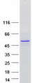 C8orf58 Protein - Purified recombinant protein C8orf58 was analyzed by SDS-PAGE gel and Coomassie Blue Staining