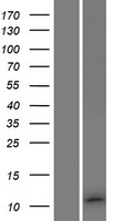 C8orf59 Protein - Western validation with an anti-DDK antibody * L: Control HEK293 lysate R: Over-expression lysate