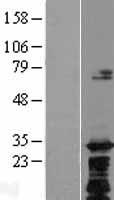 C8orf74 Protein - Western validation with an anti-DDK antibody * L: Control HEK293 lysate R: Over-expression lysate