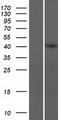 C8orf76 Protein - Western validation with an anti-DDK antibody * L: Control HEK293 lysate R: Over-expression lysate