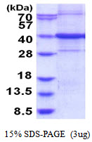 C9orf100 Protein