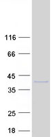 C9orf100 Protein - Purified recombinant protein ARHGEF39 was analyzed by SDS-PAGE gel and Coomassie Blue Staining