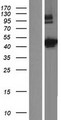 C9orf114 Protein - Western validation with an anti-DDK antibody * L: Control HEK293 lysate R: Over-expression lysate