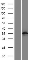 C9orf171 Protein - Western validation with an anti-DDK antibody * L: Control HEK293 lysate R: Over-expression lysate