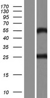 C9orf25 Protein - Western validation with an anti-DDK antibody * L: Control HEK293 lysate R: Over-expression lysate