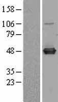 C9orf41 Protein - Western validation with an anti-DDK antibody * L: Control HEK293 lysate R: Over-expression lysate
