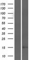 C9orf69 Protein - Western validation with an anti-DDK antibody * L: Control HEK293 lysate R: Over-expression lysate