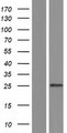 C9orf72 / ALSFTD Protein - Western validation with an anti-DDK antibody * L: Control HEK293 lysate R: Over-expression lysate