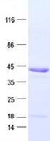 C9orf78 Protein