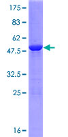 C9orf95 / NRK1 Protein - 12.5% SDS-PAGE of human C9orf95 stained with Coomassie Blue