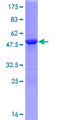 C9orf95 / NRK1 Protein - 12.5% SDS-PAGE of human C9orf95 stained with Coomassie Blue