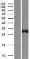 CA13 / Carbonic Anhydrase XIII Protein - Western validation with an anti-DDK antibody * L: Control HEK293 lysate R: Over-expression lysate