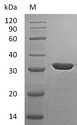CA13 / Carbonic Anhydrase XIII Protein - (Tris-Glycine gel) Discontinuous SDS-PAGE (reduced) with 5% enrichment gel and 15% separation gel.