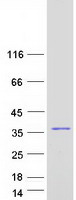 CA13 / Carbonic Anhydrase XIII Protein - Purified recombinant protein CA13 was analyzed by SDS-PAGE gel and Coomassie Blue Staining