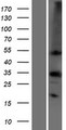 CA4 / Carbonic Anhydrase IV Protein - Western validation with an anti-DDK antibody * L: Control HEK293 lysate R: Over-expression lysate