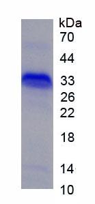CA4 / Carbonic Anhydrase IV Protein - Recombinant Carbonic Anhydrase IV By SDS-PAGE