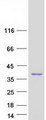 CA4 / Carbonic Anhydrase IV Protein - Purified recombinant protein CA4 was analyzed by SDS-PAGE gel and Coomassie Blue Staining