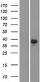 CA6 / Carbonic Anhydrase 6 Protein - Western validation with an anti-DDK antibody * L: Control HEK293 lysate R: Over-expression lysate