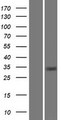 CA8 / Carbonic Anhydrase VIII Protein - Western validation with an anti-DDK antibody * L: Control HEK293 lysate R: Over-expression lysate