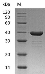 CA8 / Carbonic Anhydrase VIII Protein - (Tris-Glycine gel) Discontinuous SDS-PAGE (reduced) with 5% enrichment gel and 15% separation gel.