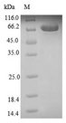CA9 / Carbonic Anhydrase IX Protein - (Tris-Glycine gel) Discontinuous SDS-PAGE (reduced) with 5% enrichment gel and 15% separation gel.