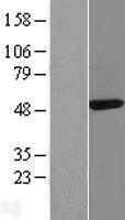 CAAP1 Protein - Western validation with an anti-DDK antibody * L: Control HEK293 lysate R: Over-expression lysate