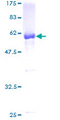 CAB39L Protein - 12.5% SDS-PAGE of human CAB39L stained with Coomassie Blue