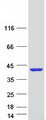 CAB39L Protein - Purified recombinant protein CAB39L was analyzed by SDS-PAGE gel and Coomassie Blue Staining