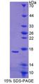 CABP / CABP1 Protein - Recombinant Calcium Binding Protein 1 (CABP1) by SDS-PAGE