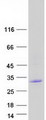 CABP / CABP1 Protein - Purified recombinant protein CABP1 was analyzed by SDS-PAGE gel and Coomassie Blue Staining