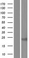 CABYR Protein - Western validation with an anti-DDK antibody * L: Control HEK293 lysate R: Over-expression lysate
