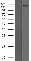 CACHD1 Protein - Western validation with an anti-DDK antibody * L: Control HEK293 lysate R: Over-expression lysate