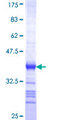 CACNA1I / Cav3.3 Protein - 12.5% SDS-PAGE Stained with Coomassie Blue.