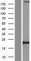 CACNA1S / Cav1.1 Protein - Western validation with an anti-DDK antibody * L: Control HEK293 lysate R: Over-expression lysate