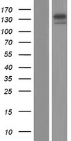 CACNA2D2 Protein - Western validation with an anti-DDK antibody * L: Control HEK293 lysate R: Over-expression lysate