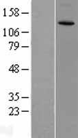 CACNA2D3 / Alpha-2/Delta-3 Protein - Western validation with an anti-DDK antibody * L: Control HEK293 lysate R: Over-expression lysate