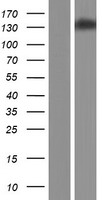 CACNA2D4 Protein - Western validation with an anti-DDK antibody * L: Control HEK293 lysate R: Over-expression lysate
