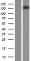 CACNA2D4 Protein - Western validation with an anti-DDK antibody * L: Control HEK293 lysate R: Over-expression lysate
