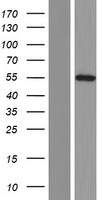 CACNB1 Protein - Western validation with an anti-DDK antibody * L: Control HEK293 lysate R: Over-expression lysate