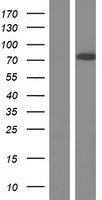 CACNB2 Protein - Western validation with an anti-DDK antibody * L: Control HEK293 lysate R: Over-expression lysate